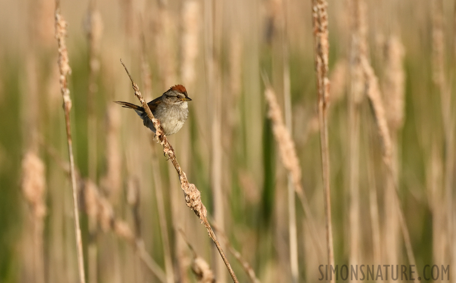 Melospiza georgiana georgiana [400 mm, 1/3200 Sek. bei f / 7.1, ISO 1600]